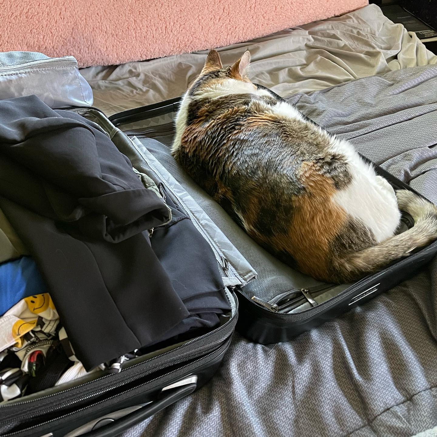 I think Sarah wants to go on our daughter's work trip.
